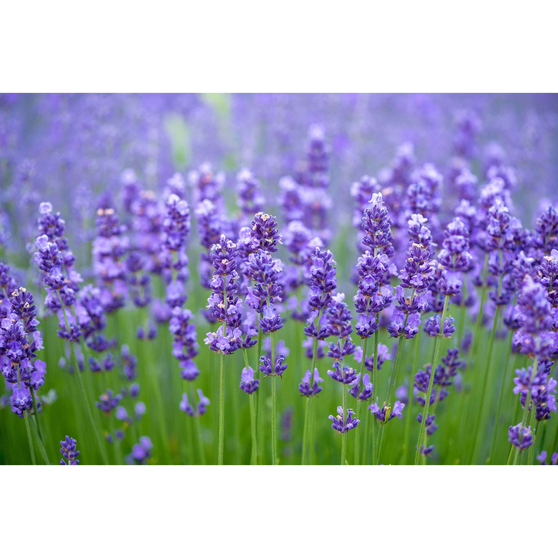 Herbal smoking Blends! - Inspired Life UK