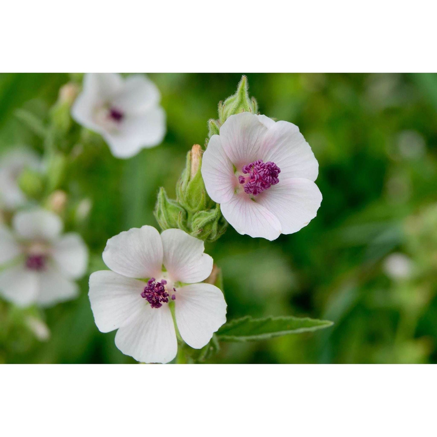 Herbal smoking Blends! - Inspired Life UK