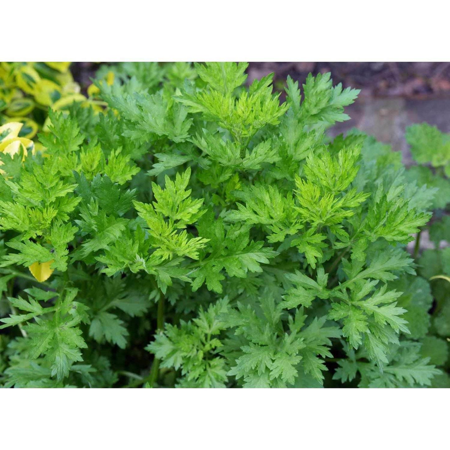 Herbal smoking Blends! - Inspired Life UK