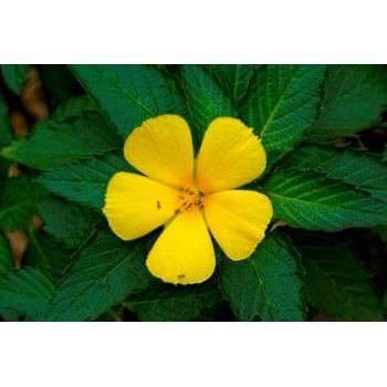Herbal smoking Blends! - Inspired Life UK