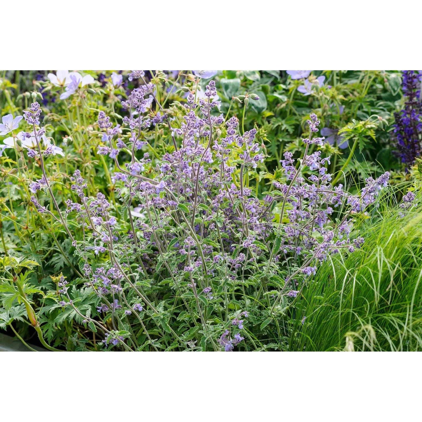Herbal smoking Blends! - Inspired Life UK
