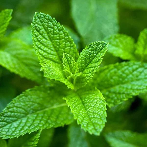 Herbal smoking Blends! - Inspired Life UK