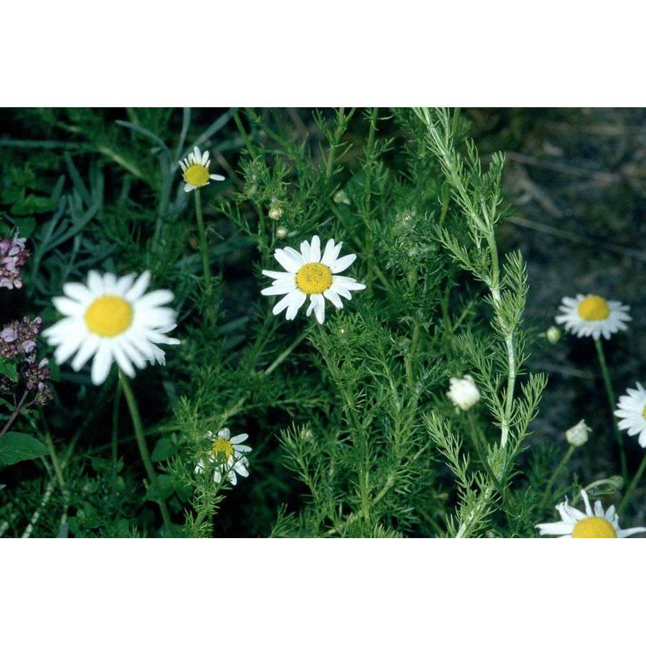 Herbal smoking Blends! - Inspired Life UK