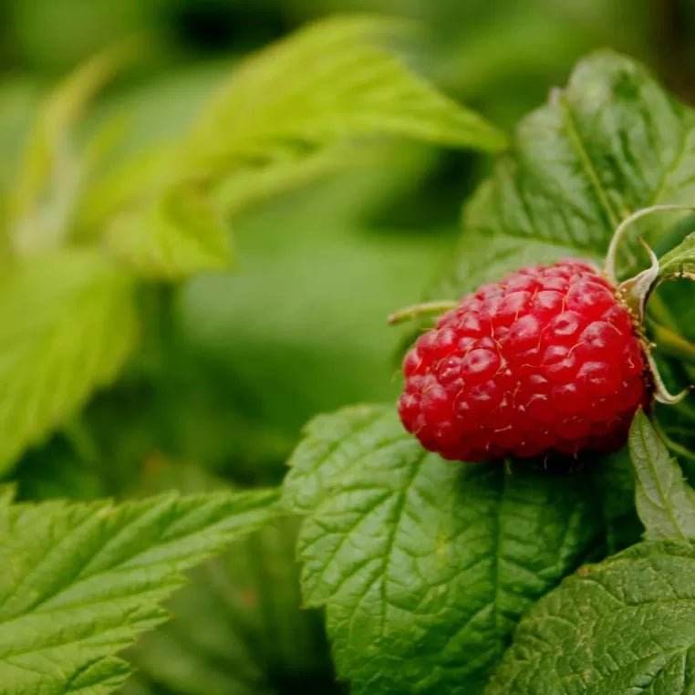 Herbal smoking Blends! - Inspired Life UK